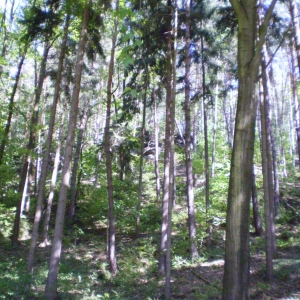 P5030406
