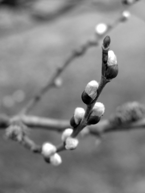 Sice jaro vytahuje drápky.. ale stále to není ono