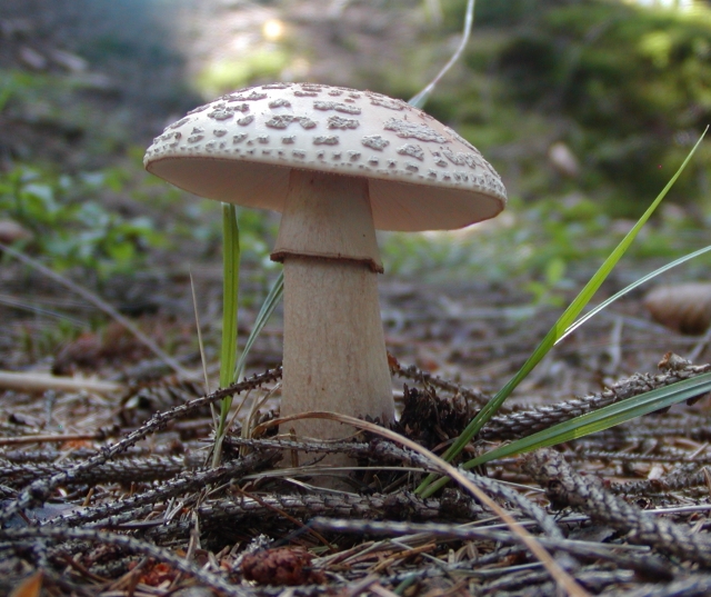P8200011.JPG