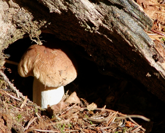 P8200026.JPG