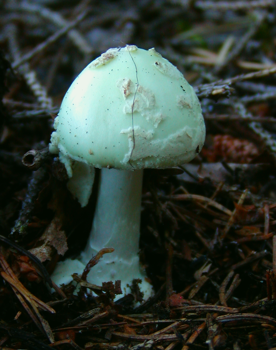 P8200039.JPG