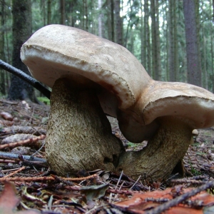 horcak
