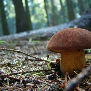 podhrib