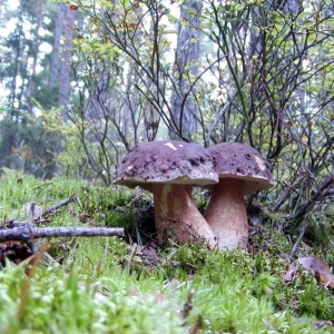 Na houbách - okolí Plzně