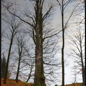 DSC_0062_tonemapped_Y.jpg