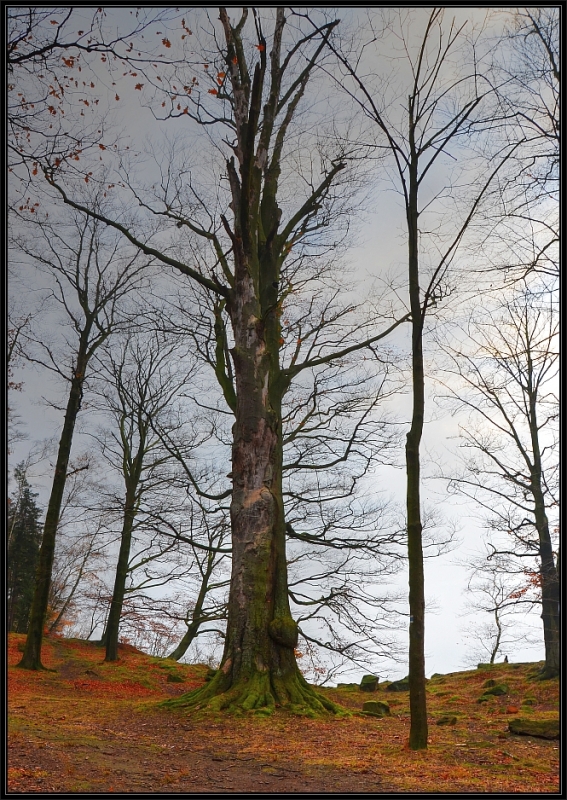 DSC_0062_tonemapped_Y.jpg