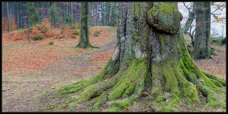 DSC_0066_tonemapped_x.jpg
