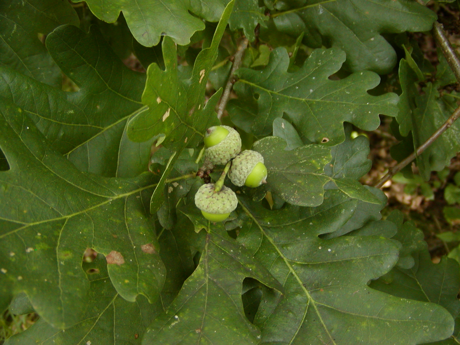 P7310040