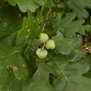 P7310040