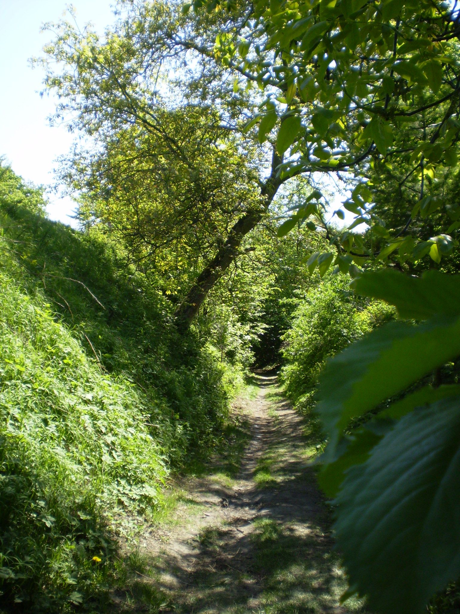 P5030375