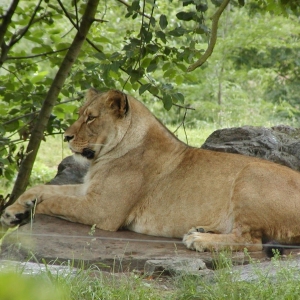 ZOO Plzeň 2007